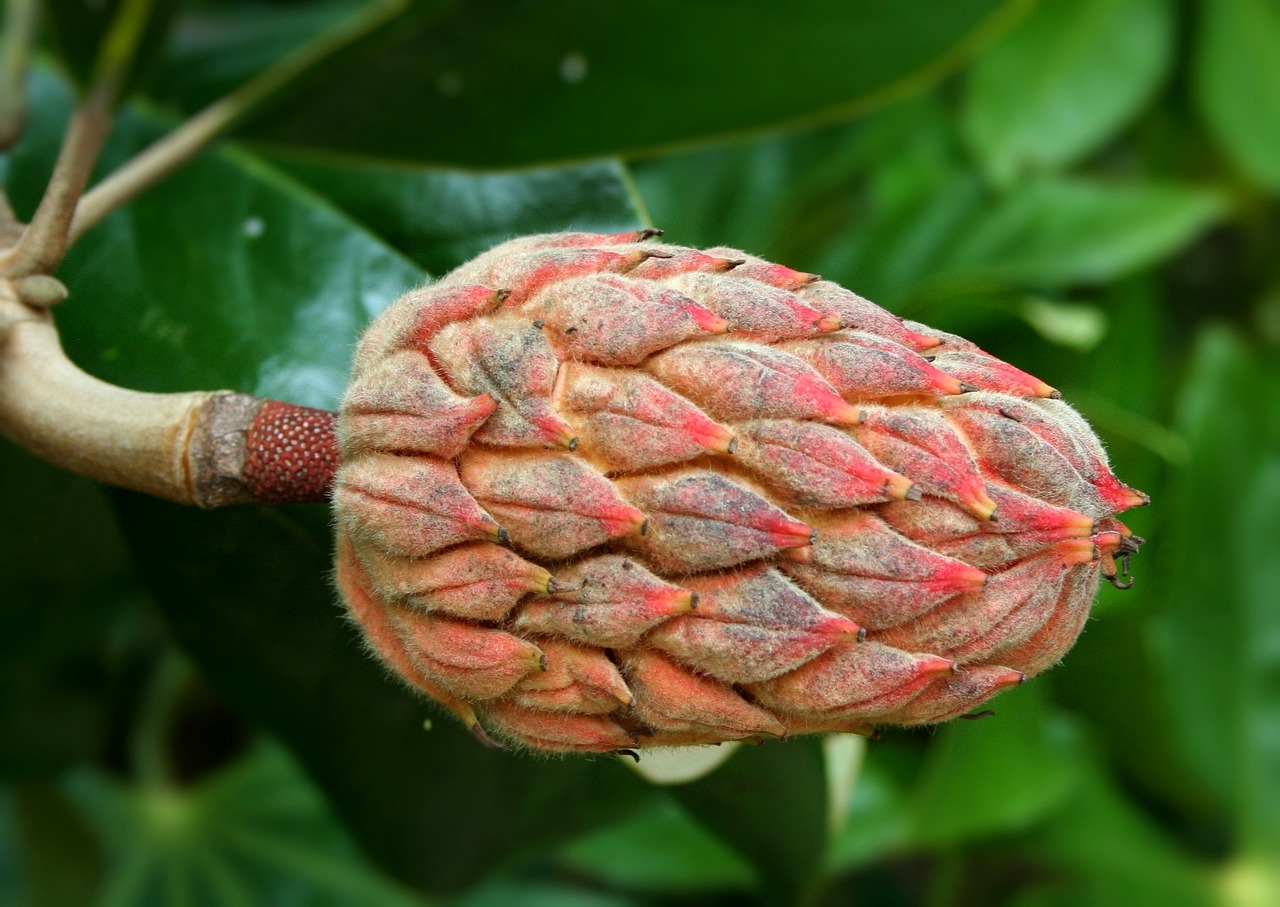 Why Are Heirloom Seeds Important for Eco-Friendly Farming?